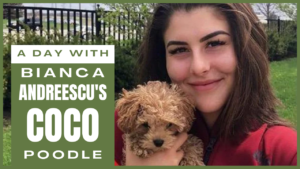 A day with Bianca Andreescu's Coco - Poodle